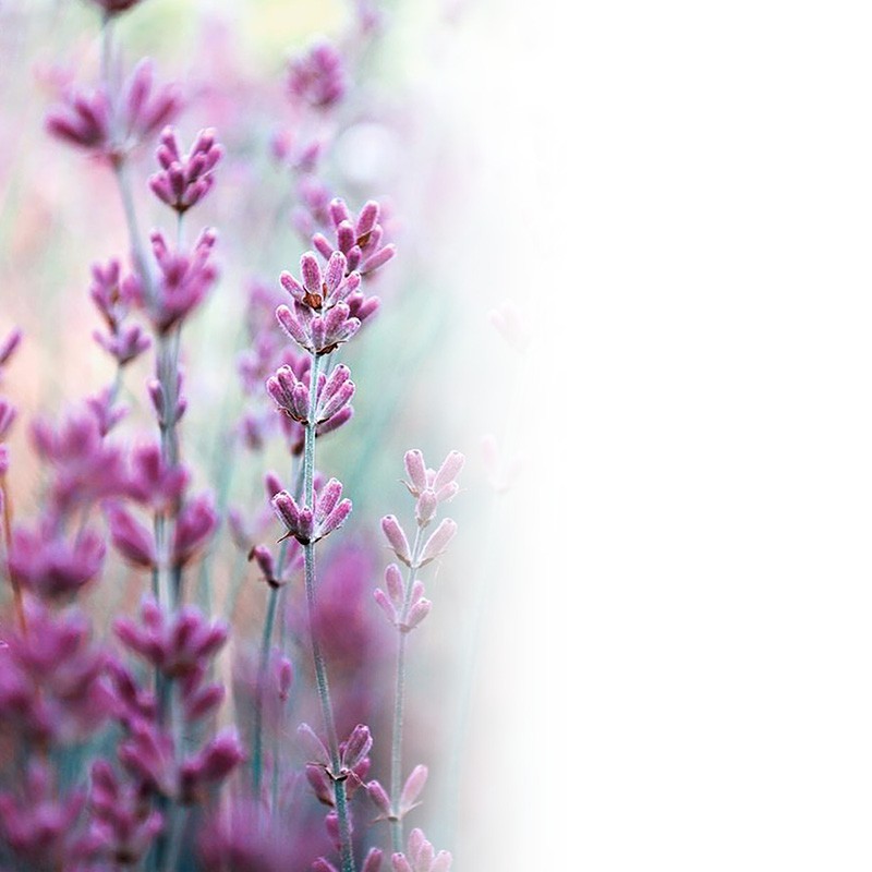 Registre Cordelière YRIS