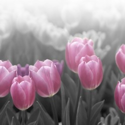 Registre Cordelière YRIS