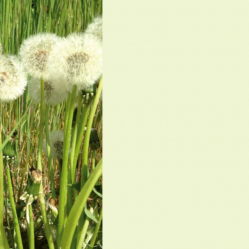 Registre Cordelière YRIS