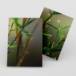 Registre Cordelière YRIS