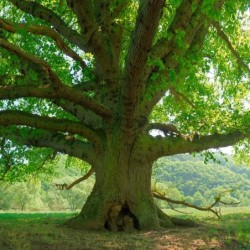Registre Cordelière YRIS