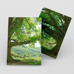 Registre Cordelière YRIS