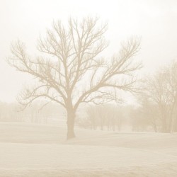 Registre Cordelière YRIS