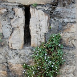 Registre Cordelière YRIS