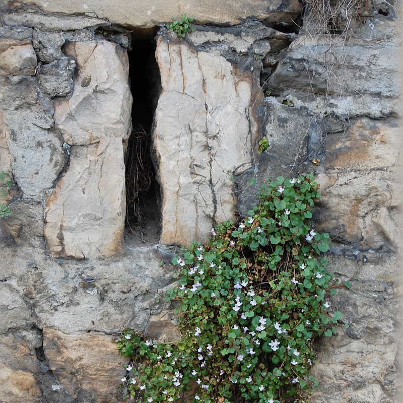 Registre Cordelière YRIS