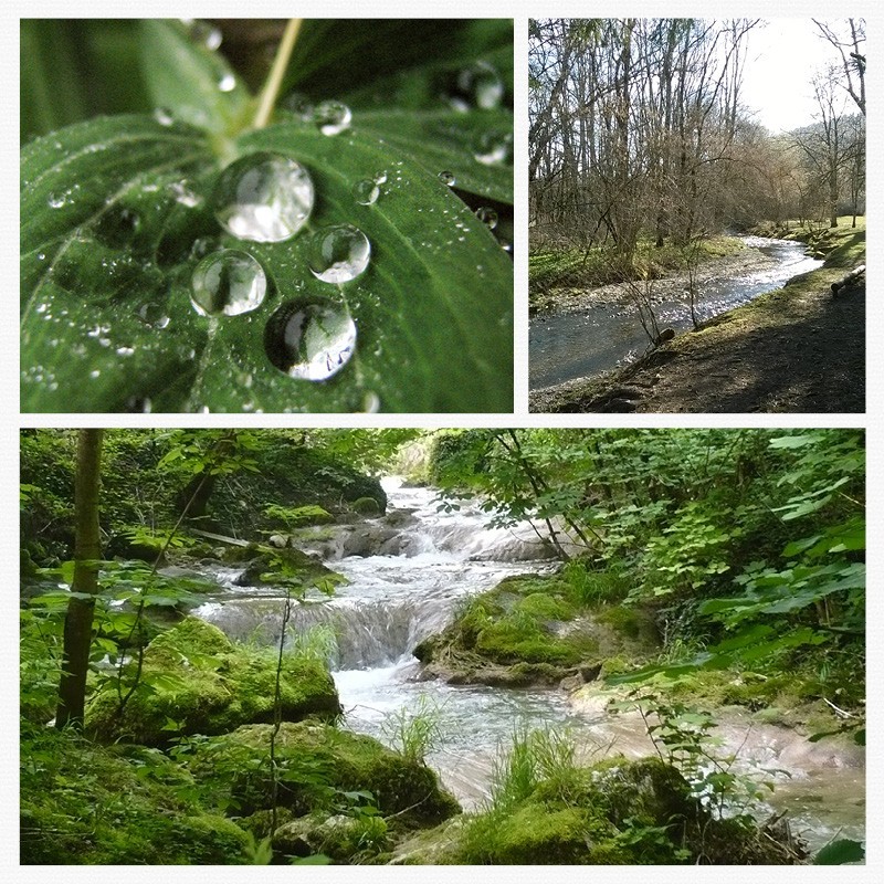 Registre Cordelière YRIS