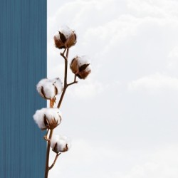 Registre Cordelière YRIS