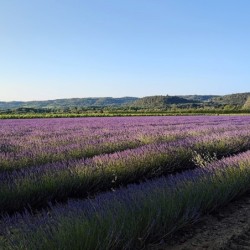 Registre Cordelière YRIS