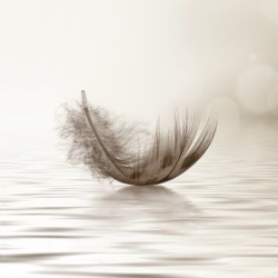 Registre Cordelière YRIS