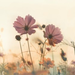 Registre de Condoléances - Desplanches