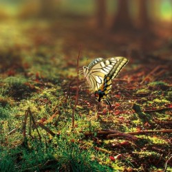 Registre de Condoléances - Desplanches