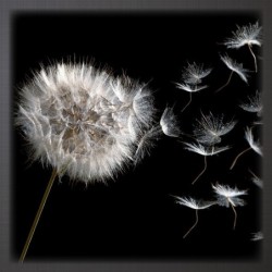 Registre de Condoléances - Desplanches