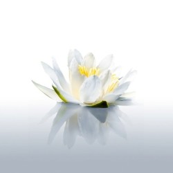 Registre de Condoléances - Desplanches