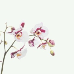 Registre de Condoléances - Desplanches