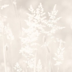 Registre de Condoléances - Desplanches