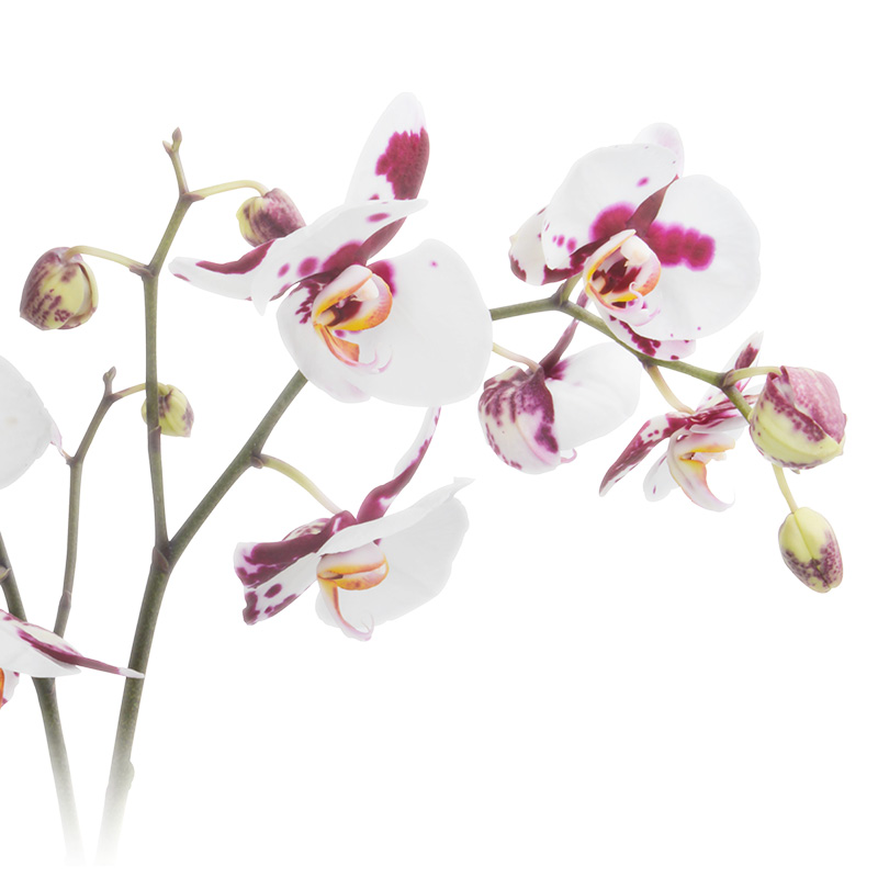 Orchidée