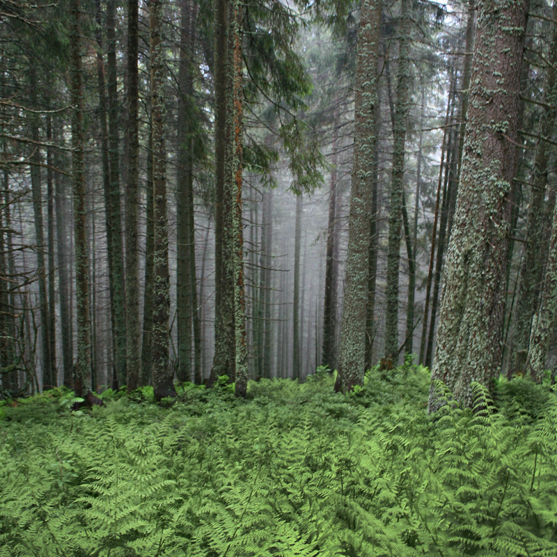 "Forêt
