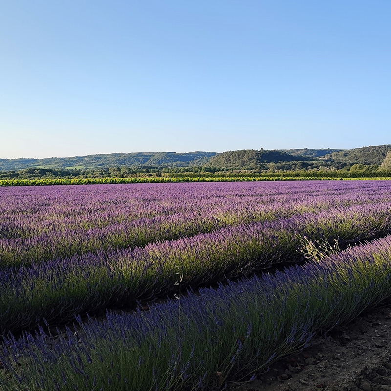 Champs de lavandes